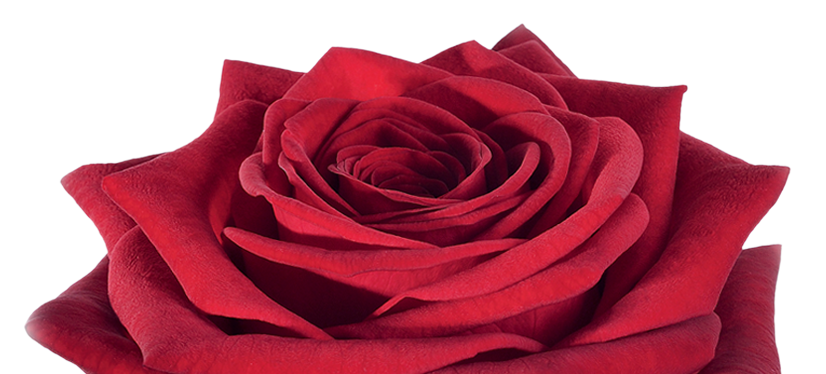 Rode roos Red Naomi de dikste knop van Porta Nova